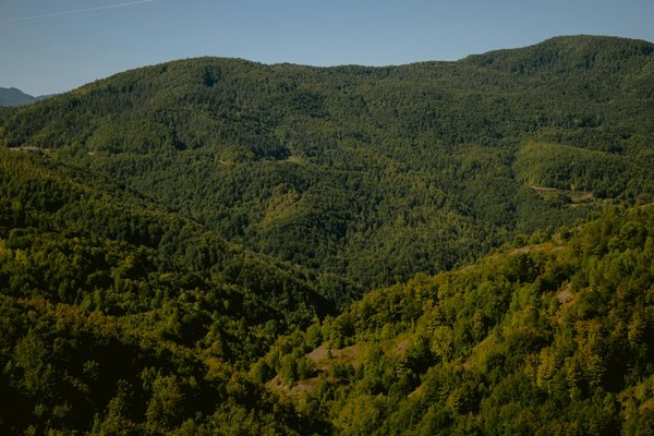 Compostez sans déchet : guide pratique des broyeurs végétaux